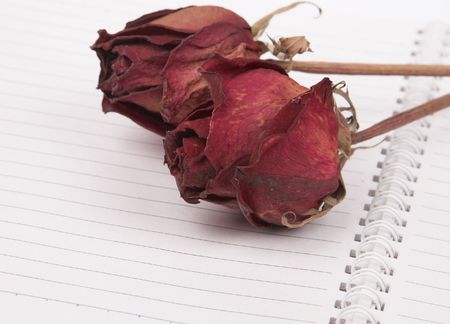 red dried roses on the blank book.の写真素材