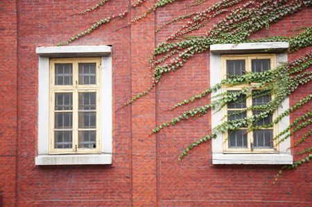 Wall and window covered by green ivyの写真素材
