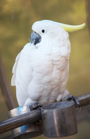 white parrotの写真素材