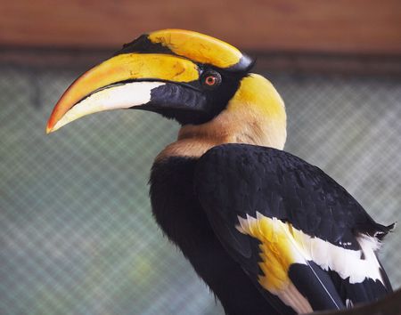 Toucan の写真素材