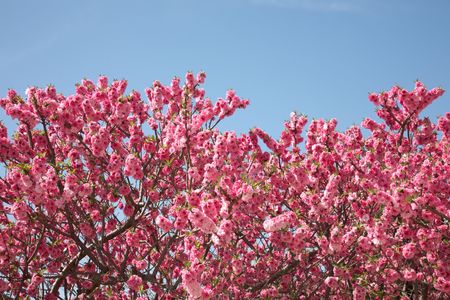 peach tree with soft flowers in spring day.