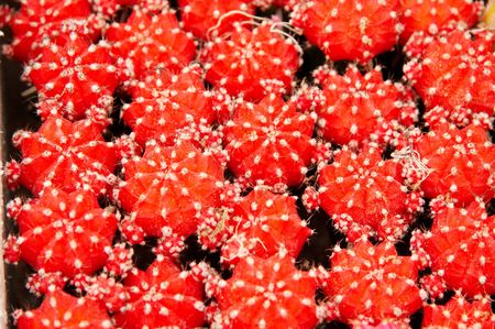 A shot of many red cactusの写真素材