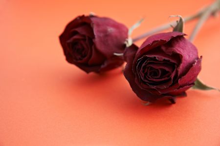 wilted roses on red background.の写真素材