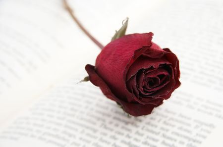 a dying rose placed on a bookの写真素材