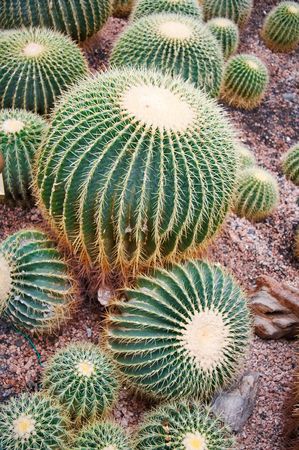 desert plant