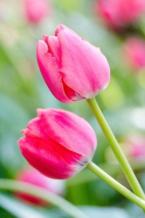 Close-up of two pink tulips.の写真素材