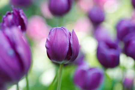 purple flowerの写真素材