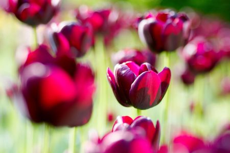 purple tulipの写真素材