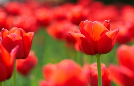 red tulipの写真素材