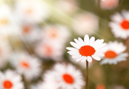 fresh daisy under bright sunshineの写真素材