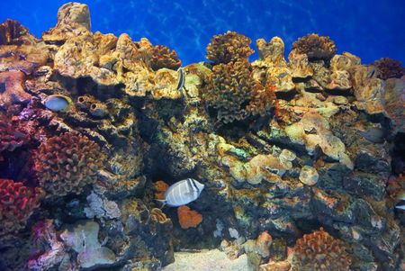 coral fish  under  blue sea