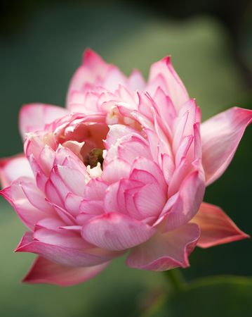 pink lotusの写真素材