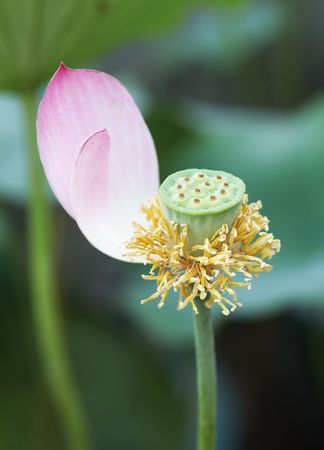 lotus の写真素材