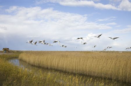 Cranes migrating over autumn marsh の写真素材
