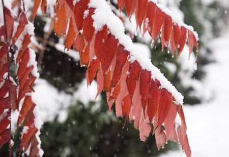 autumn red leaves covered by fresh snowの写真素材