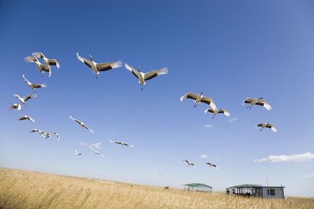 Flock of cranes migrating over yellow grassland against blue sky の写真素材