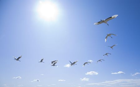 flying birds