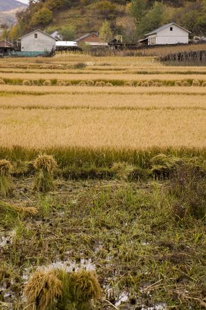 paddy rice field and farm houseの写真素材