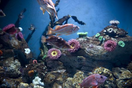 Tropical coral fish undersea