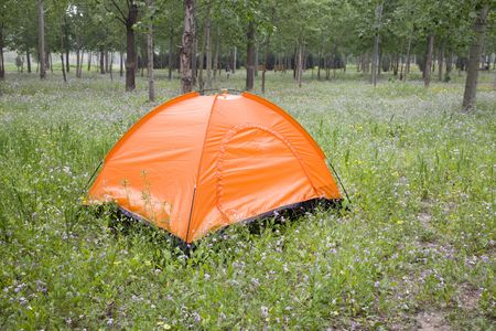 tent set up for camping in grove の写真素材