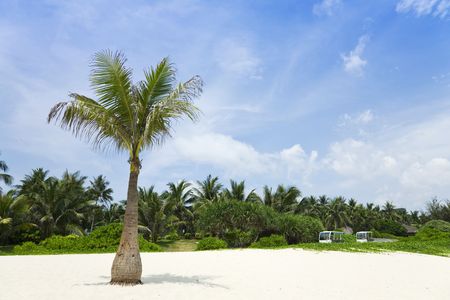 palm trees on the  white sandの写真素材