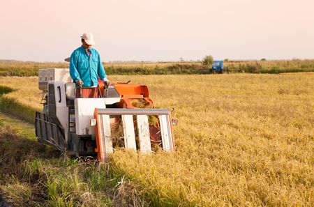 Farm worker harvesting riceの写真素材