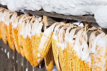 Snow-covered cornの写真素材