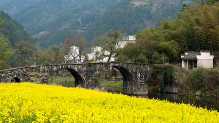 ancient bridge and oilseed reap flowers 