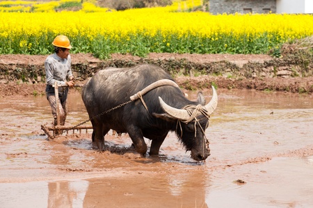  local farmer and his buffalo  till the field のeditorial素材