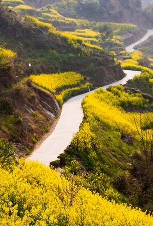 Country road through oilseed blossom field up to the mountainの写真素材
