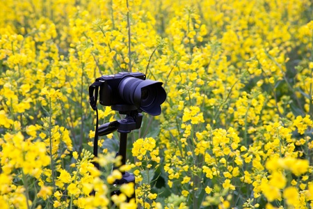 Camera in oilseed blossom field 