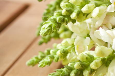 Fresh flower background, copy space for text.の写真素材