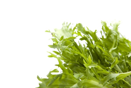 Fresh radicchio over white backgroundの写真素材