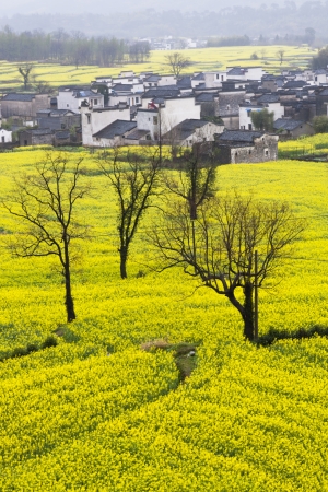 Beautiful spring rural landscape in Chinaの写真素材