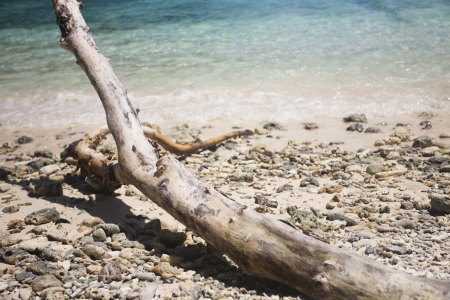driftwood at beachの写真素材