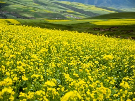 Beautiful landscape of blooming canola terraceの写真素材