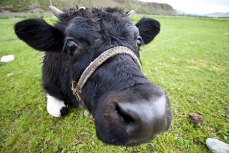 Curious Cowの写真素材