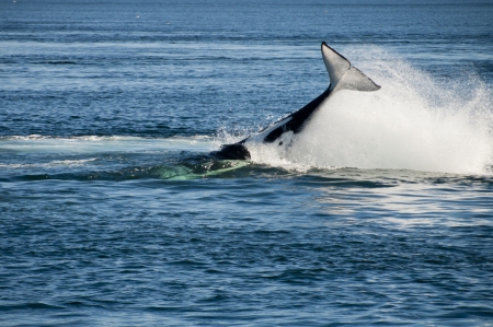 Killer whaleの写真素材