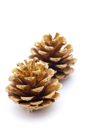 Gold pine conesの写真素材