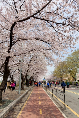 Seoul, Korea - April, 19th 2013. The ninth Yeouido Spring Flower Festival is being held in Yeouiseo-ro (Yunjung-no, the road behind the National Assembly). Over 1,600 cherry trees are in full blooms. Visitors are enjoying the blossoms.のeditorial素材