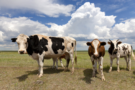 cows on farmlandの写真素材