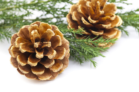 Pine cones with branch on a white backgroundの写真素材