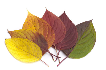Autumn leavesの写真素材