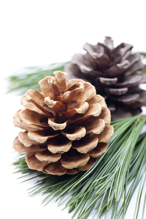 Pine cones with branch on a white backgroundの写真素材