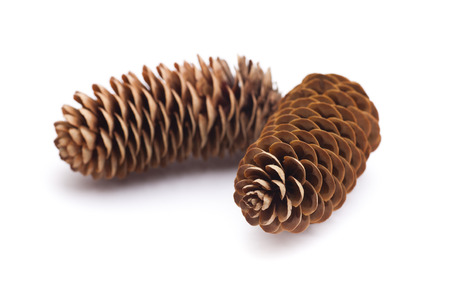 Two pine cones with branch on a white backgroundの写真素材