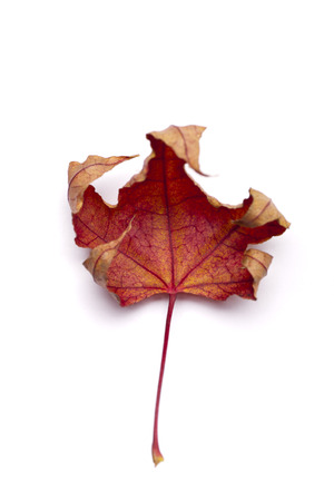 dry maple leafの写真素材