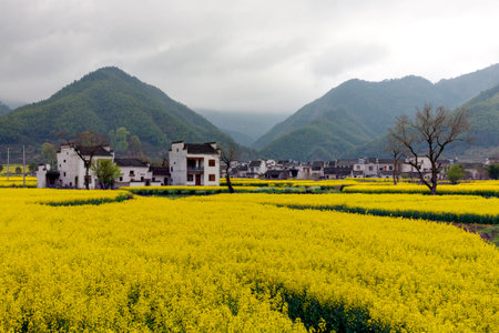 Beautiful rural landscape in China. blossom of oilseed in spring raining day.の写真素材