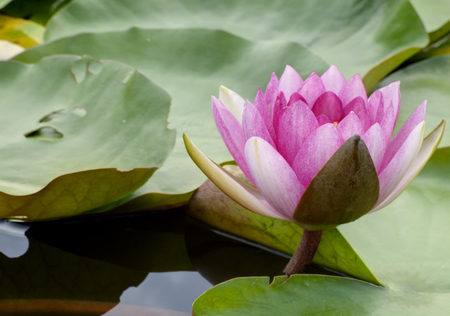 Close up of pink water lily.の写真素材
