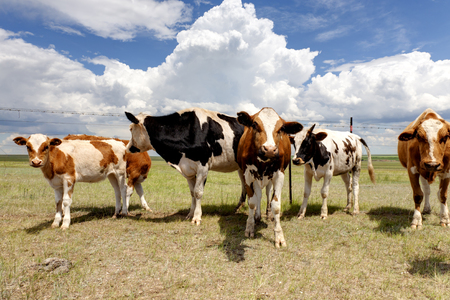 cows in the pastureの写真素材