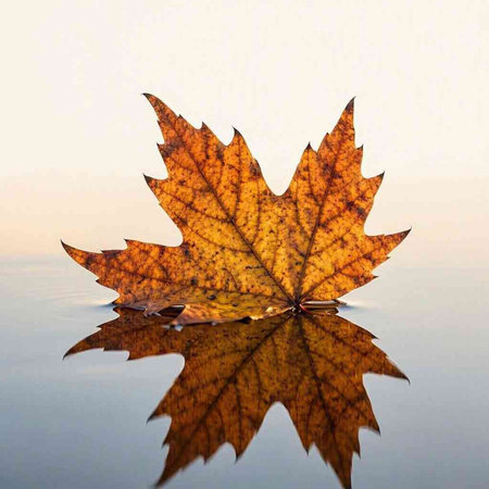Autumn maple leaf on a mirror surface with reflection in the water
